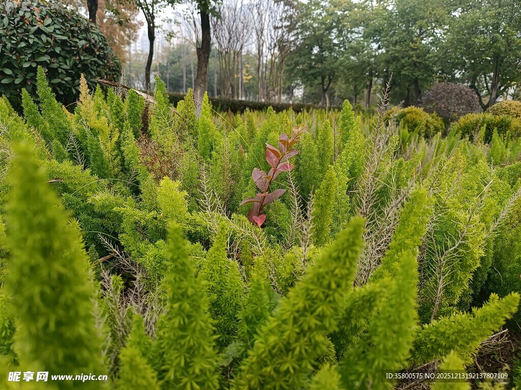 翠绿挺拔的针叶植物景观