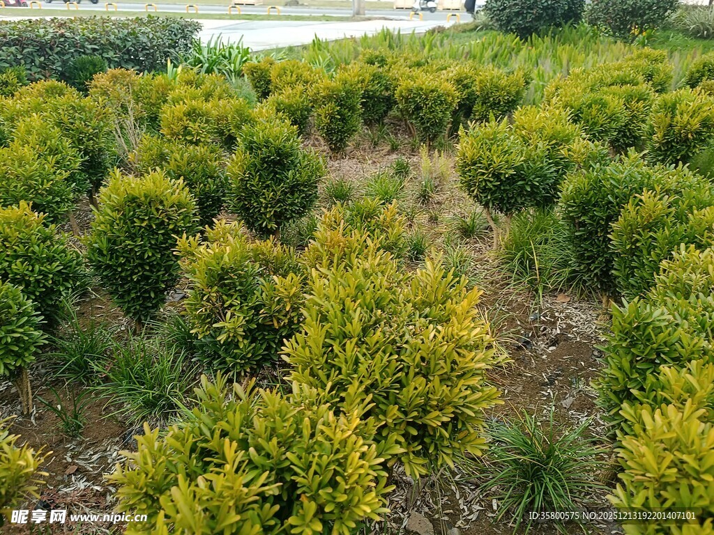柑橘种植园俯瞰景象