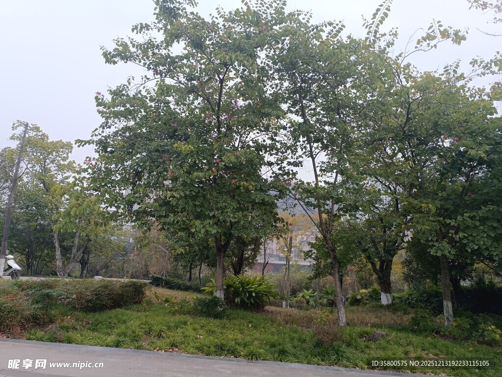 路边葱郁树木景观