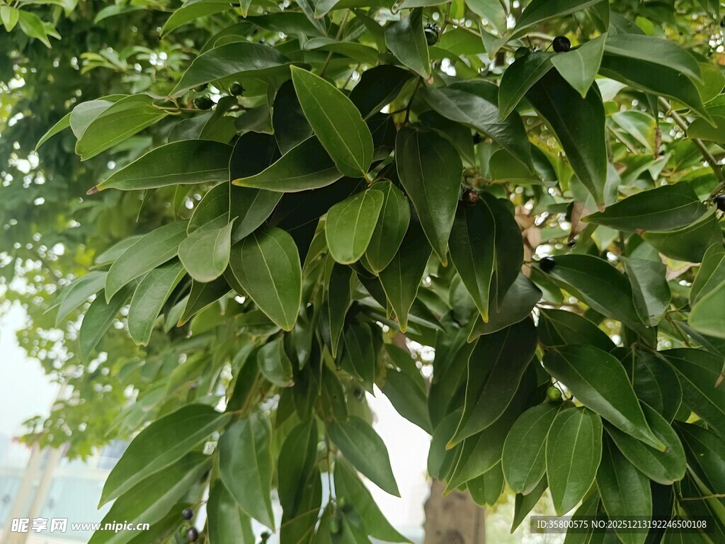 繁茂绿叶的生机景象