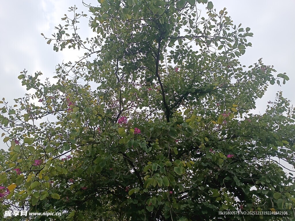 高大繁茂的绿树