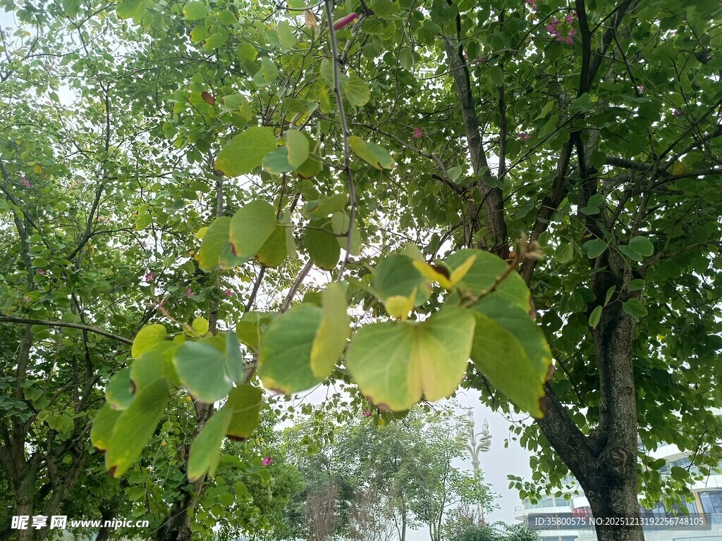 绿叶繁茂的树木景观