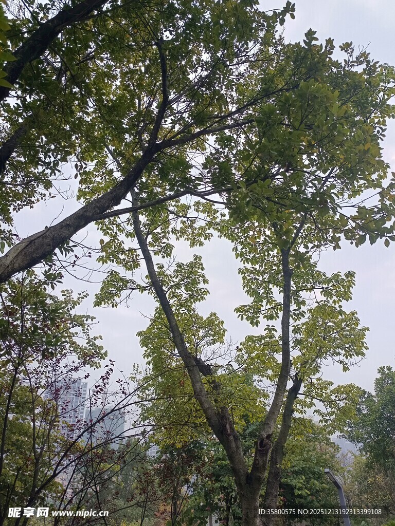 秋日树林中的葱郁树冠