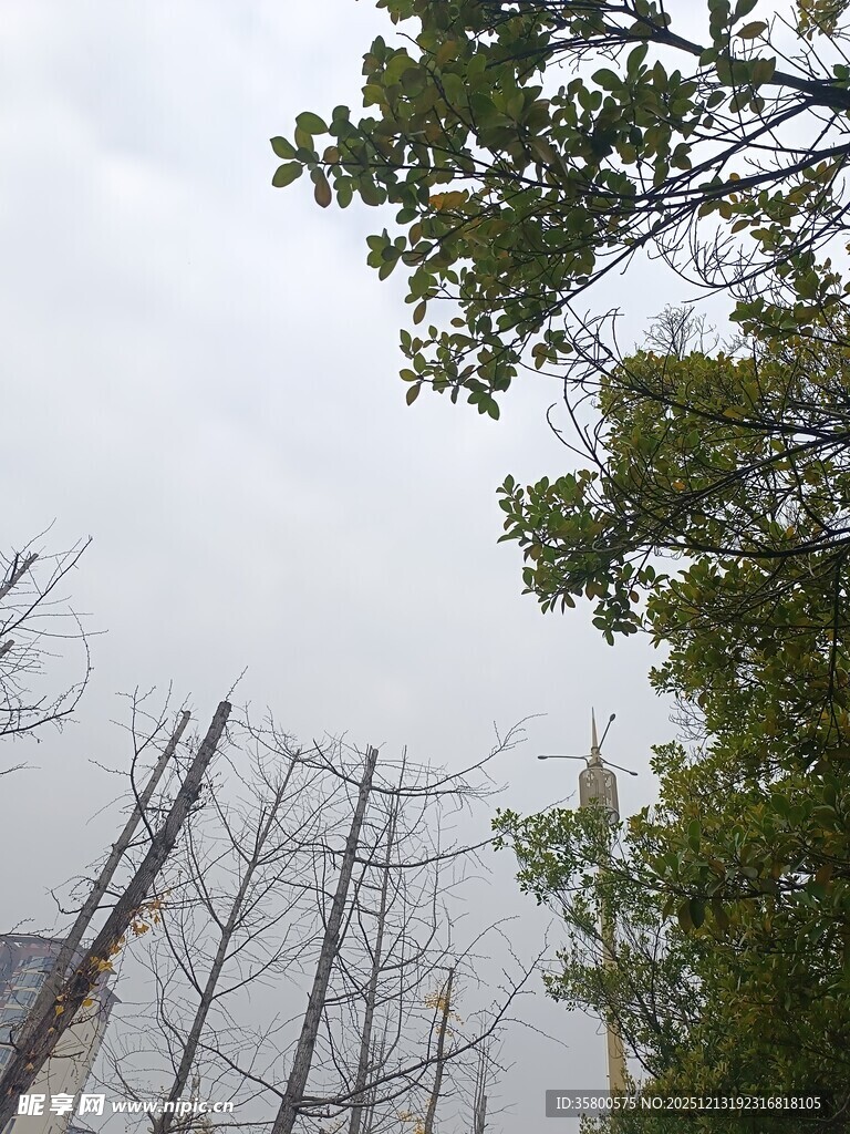 枯树与绿树对比景象