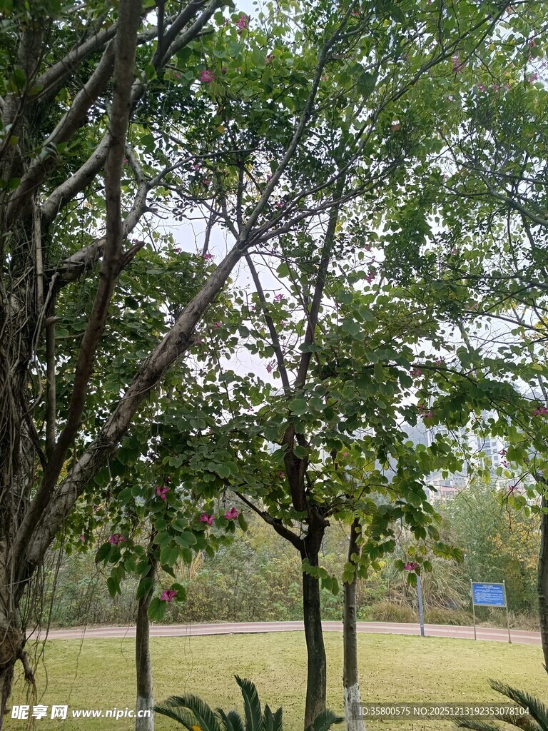 户外绿树成荫的自然景致