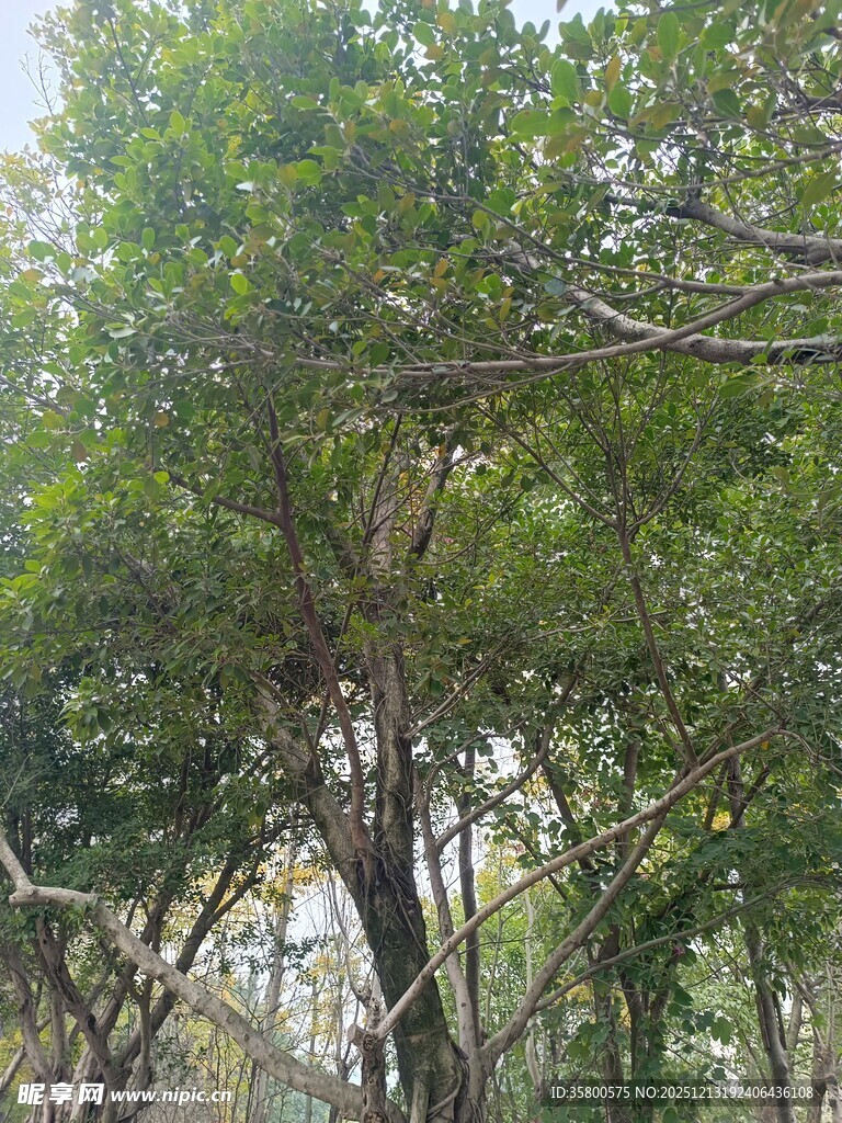 茂密树林中的繁茂枝叶