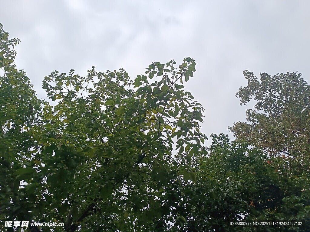 茂密树林中的绿意景象