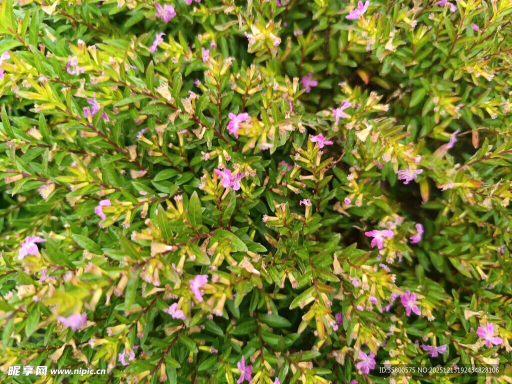 绿叶间点缀的粉嫩小花