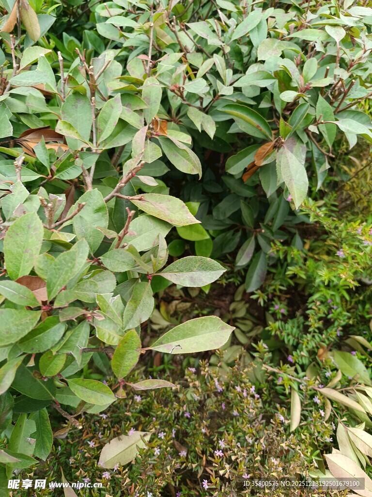 绿叶红边植物景观