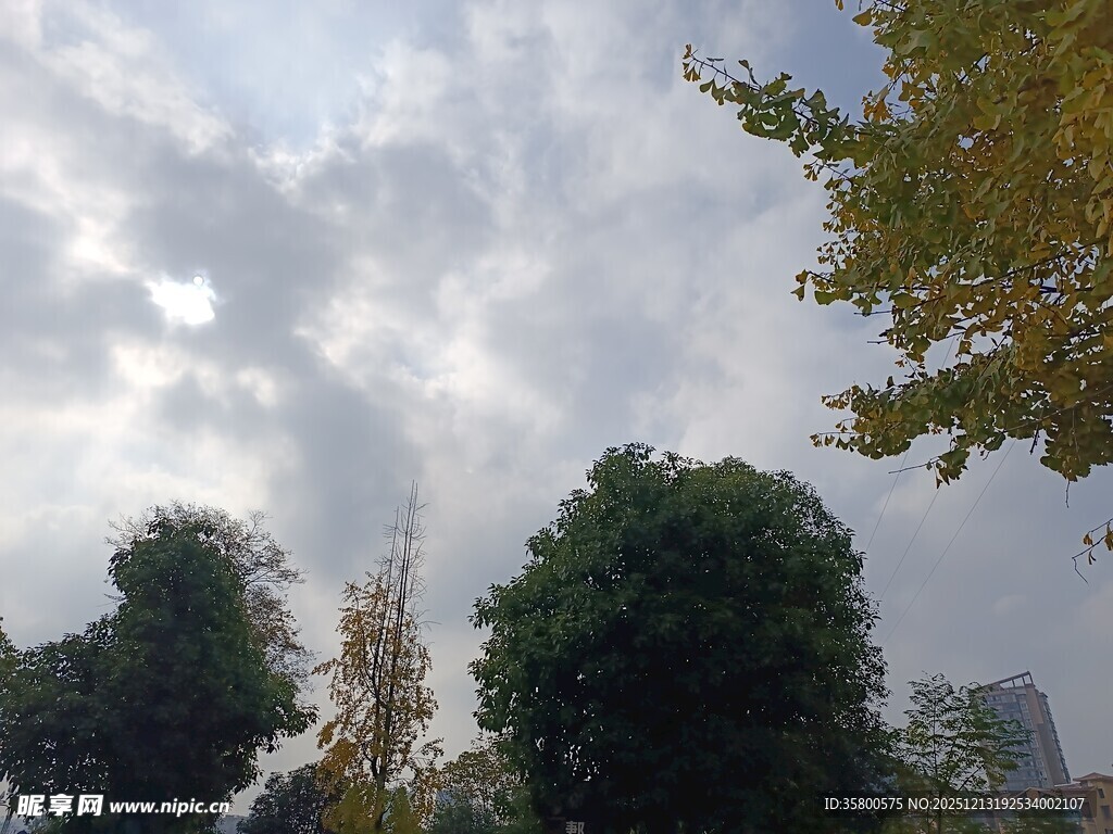 天空下的绿树景致