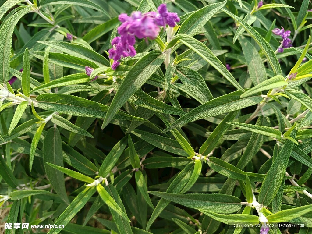 绿叶丛中的紫色花卉