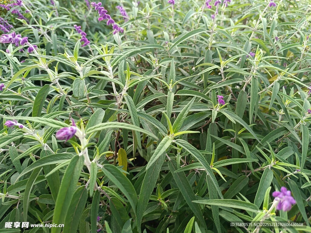 紫色花卉与绿叶植物景观