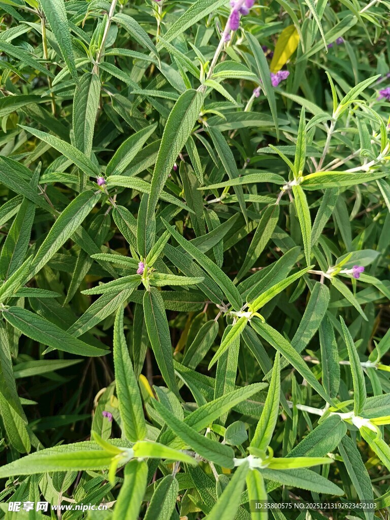 绿色丛生植物特写