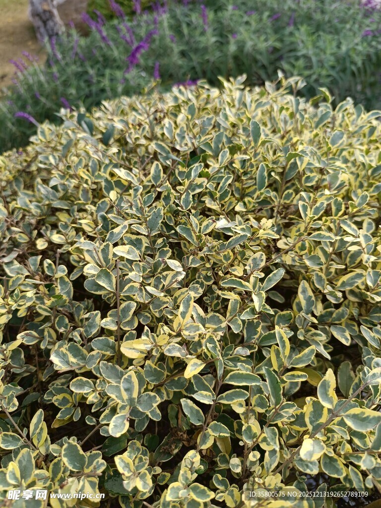 金边黄杨灌木特写