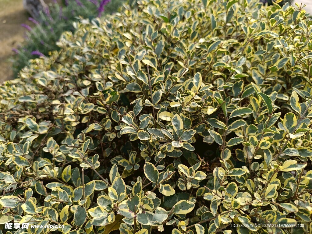 绿叶繁茂的灌木丛