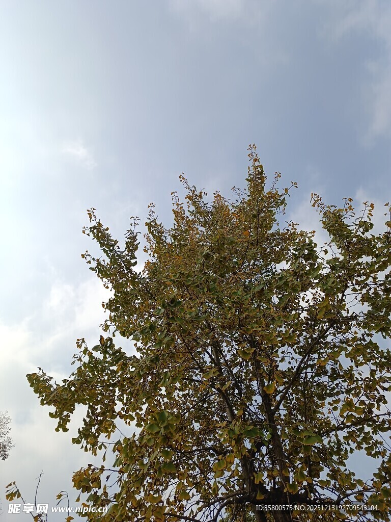 秋日树梢与晴朗天空