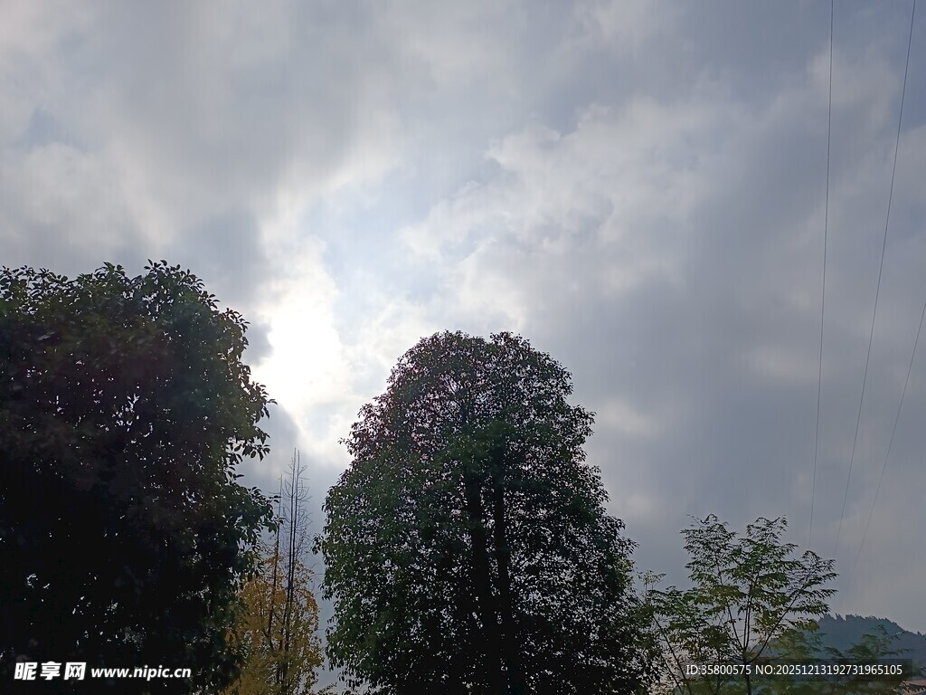 阴天下的葱郁树木