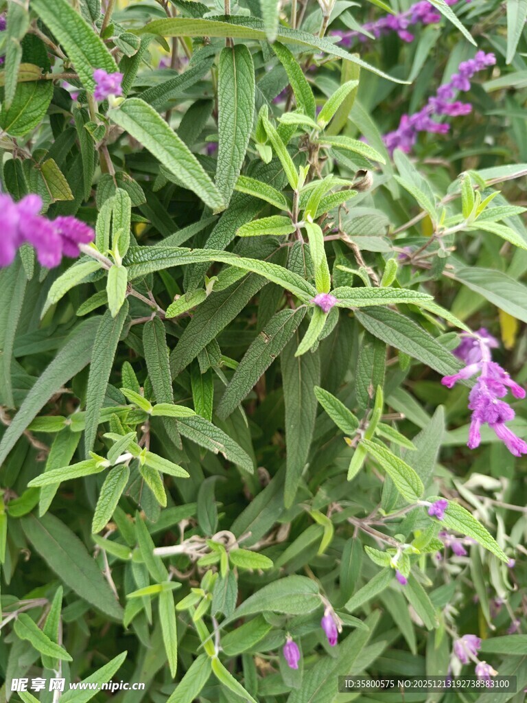 绿叶间绽放的紫色小花