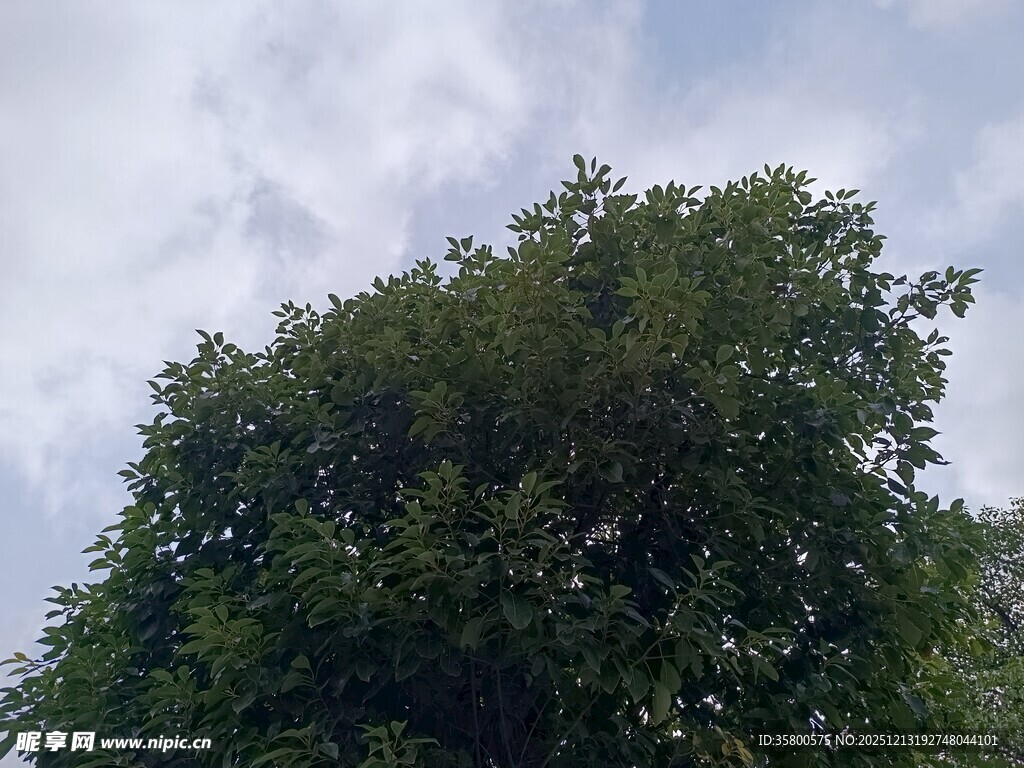 茂盛绿树与天空景象