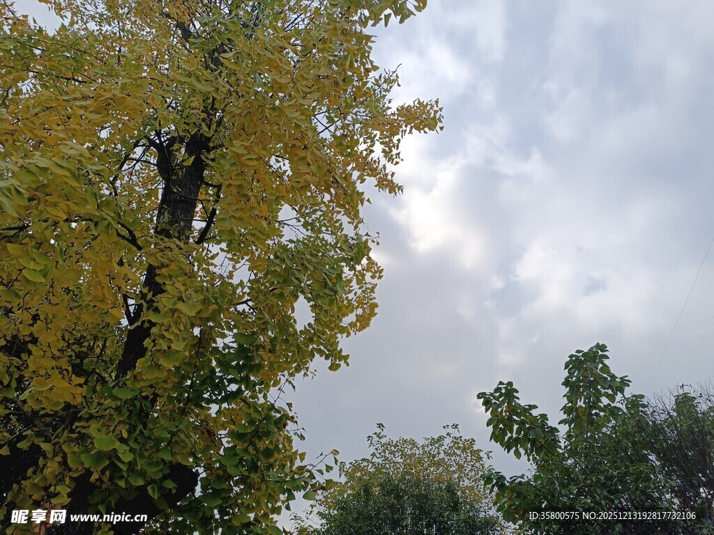 秋日树冠与多云天空