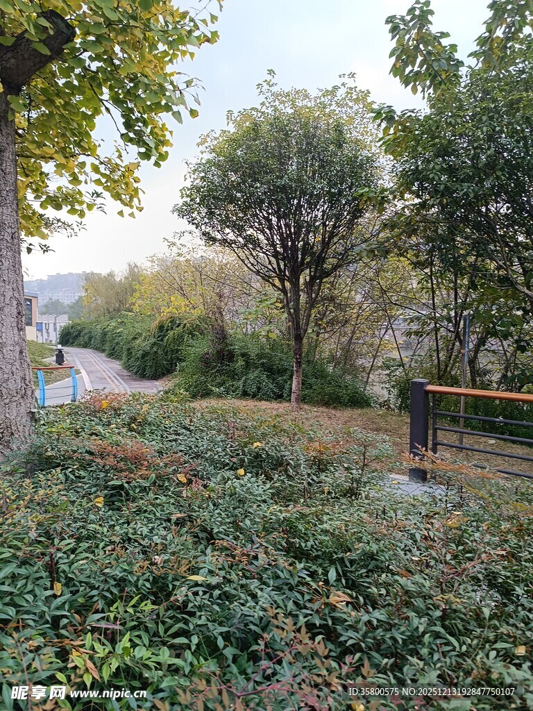 秋日林间绿意盎然小径