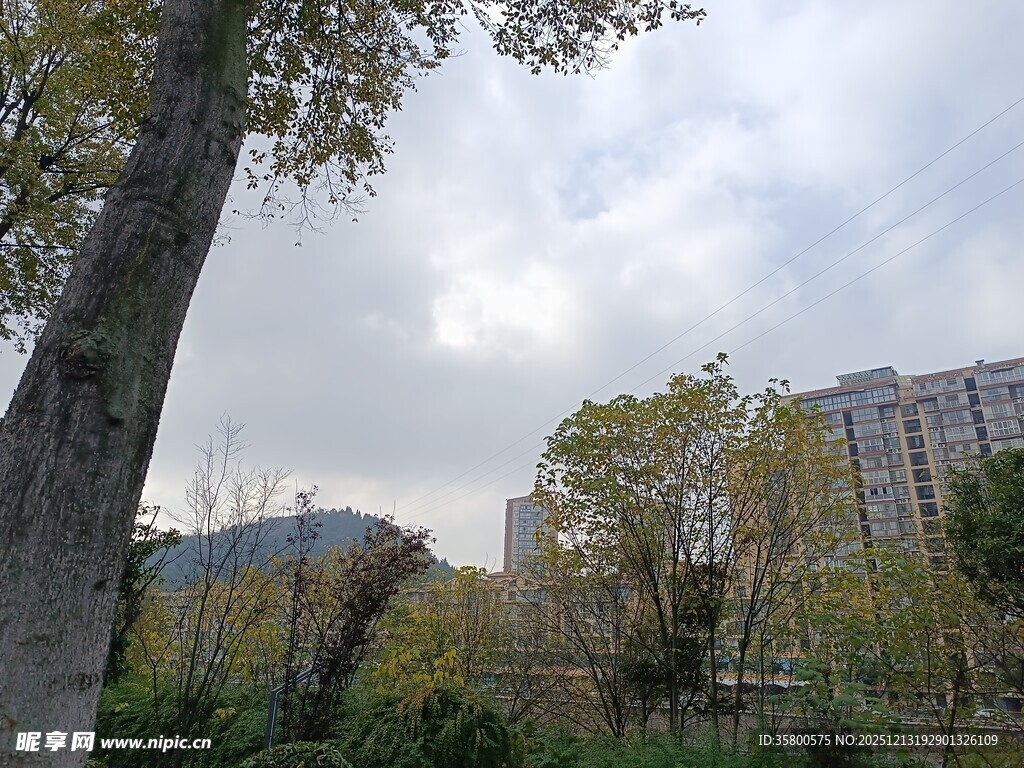 城市公园中的树木与建筑