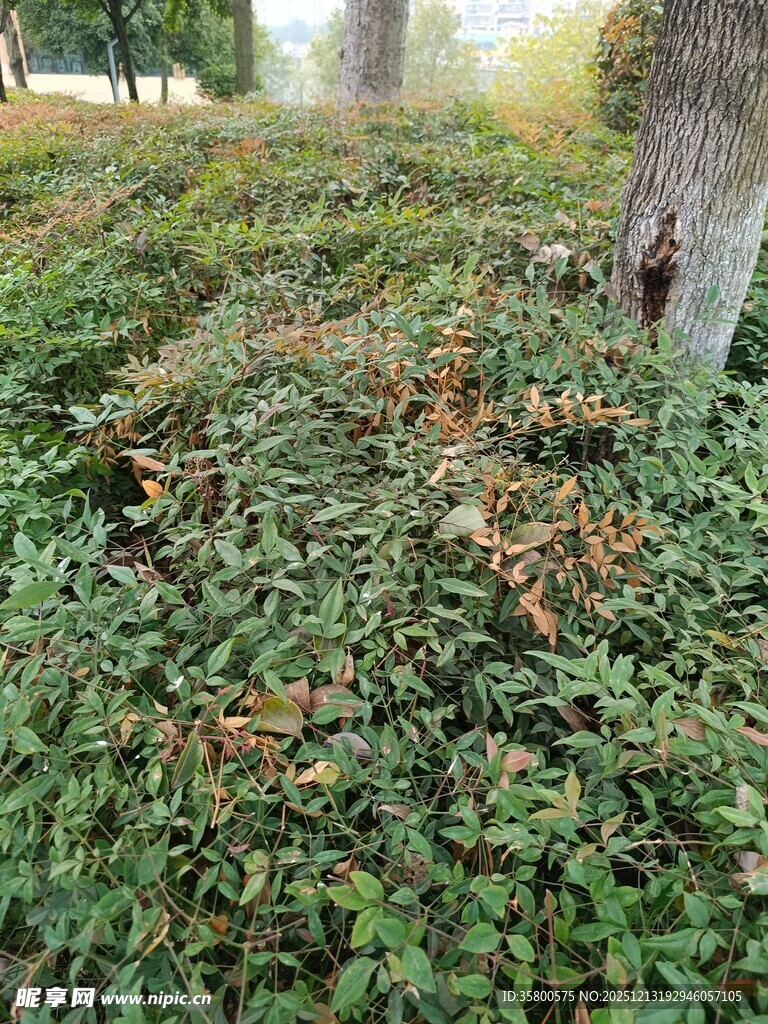 树下繁茂绿植景观