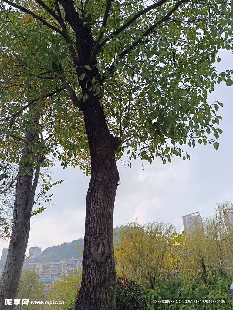 春日葱郁大树风景