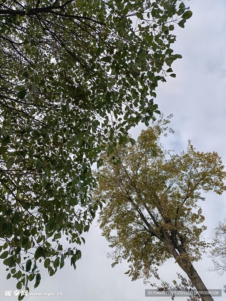 仰视绿树与天空景色