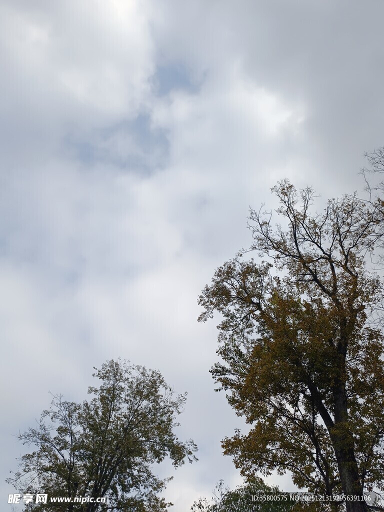 天空下的树木剪影