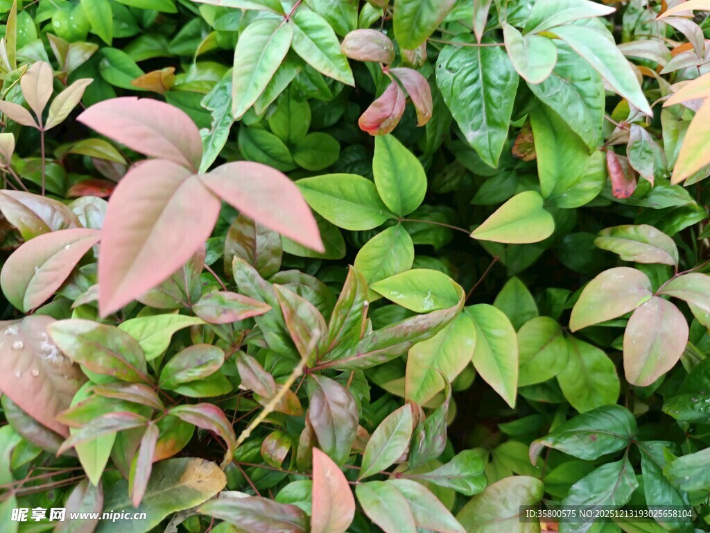 多彩叶片植物特写