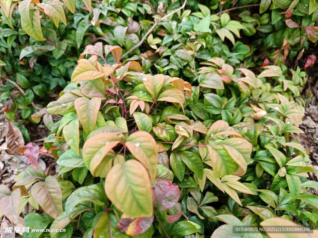 多彩叶片的植物景观