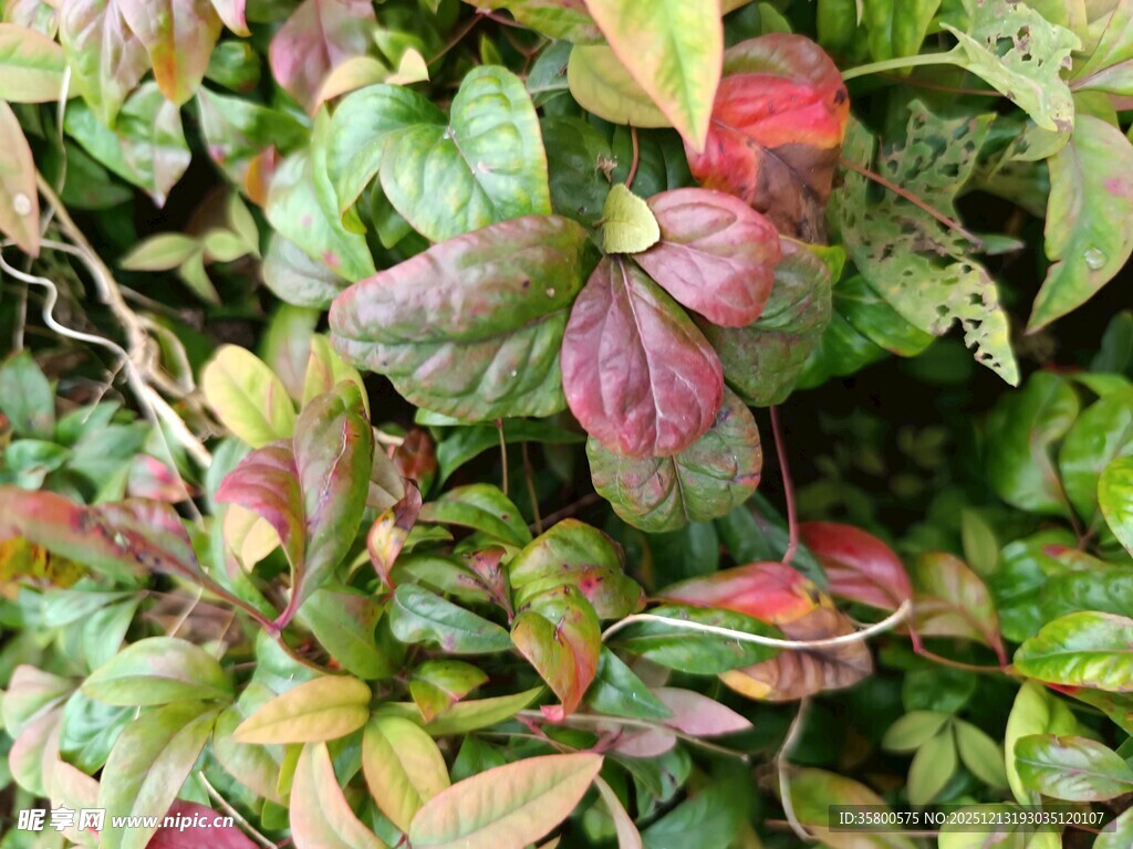 多彩叶片的植物景观
