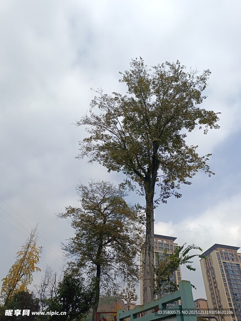 城市中挺拔的绿树