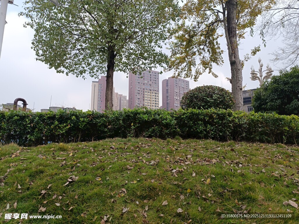 城市绿地中的绿植景观