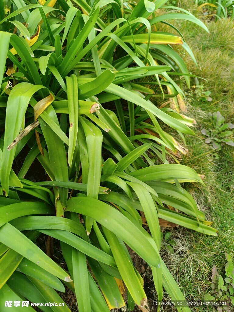 翠绿阔叶植物特写