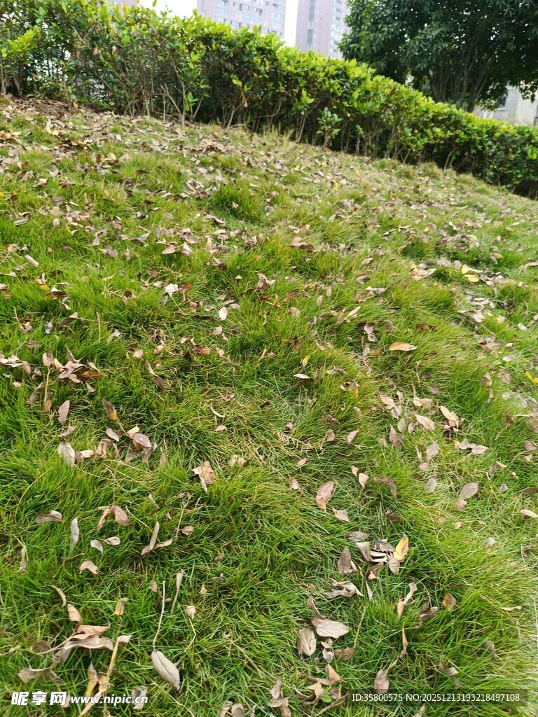 绿意草地与散落枯叶