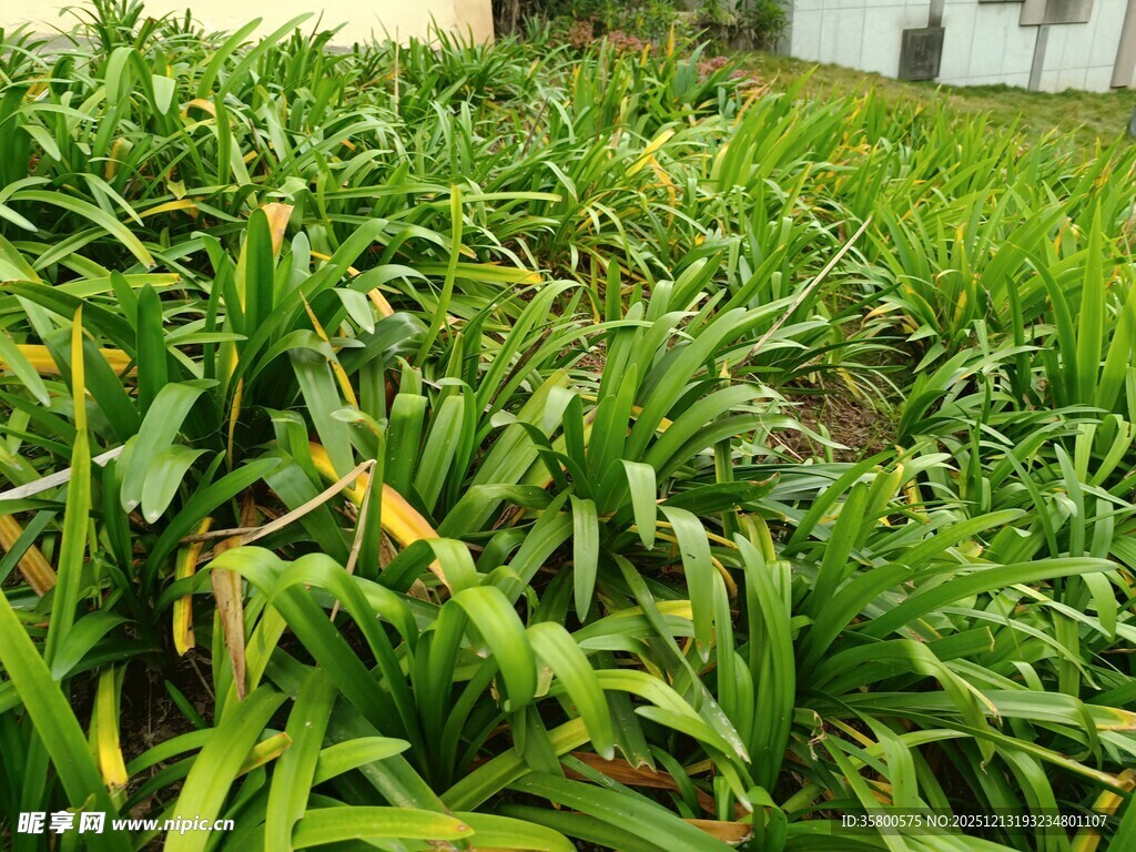翠绿茂盛的田间植物