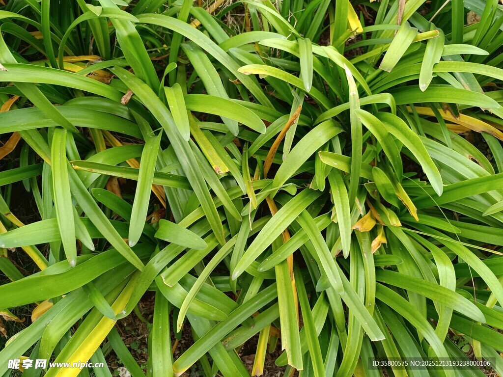 翠绿繁茂的长条状植物