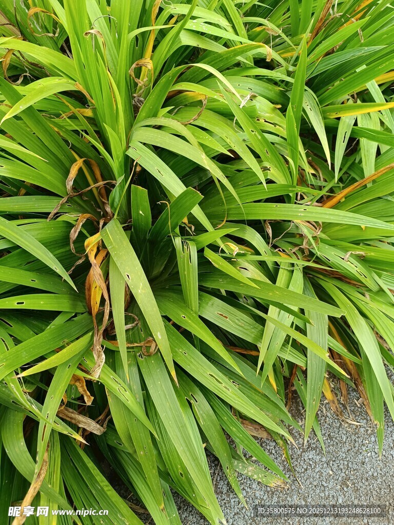 翠绿繁茂的丛生绿植