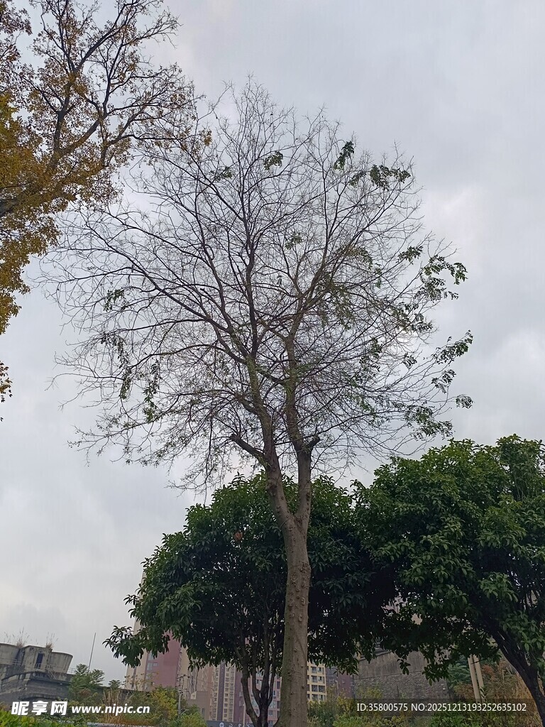 冬日光秃树木与葱郁树木