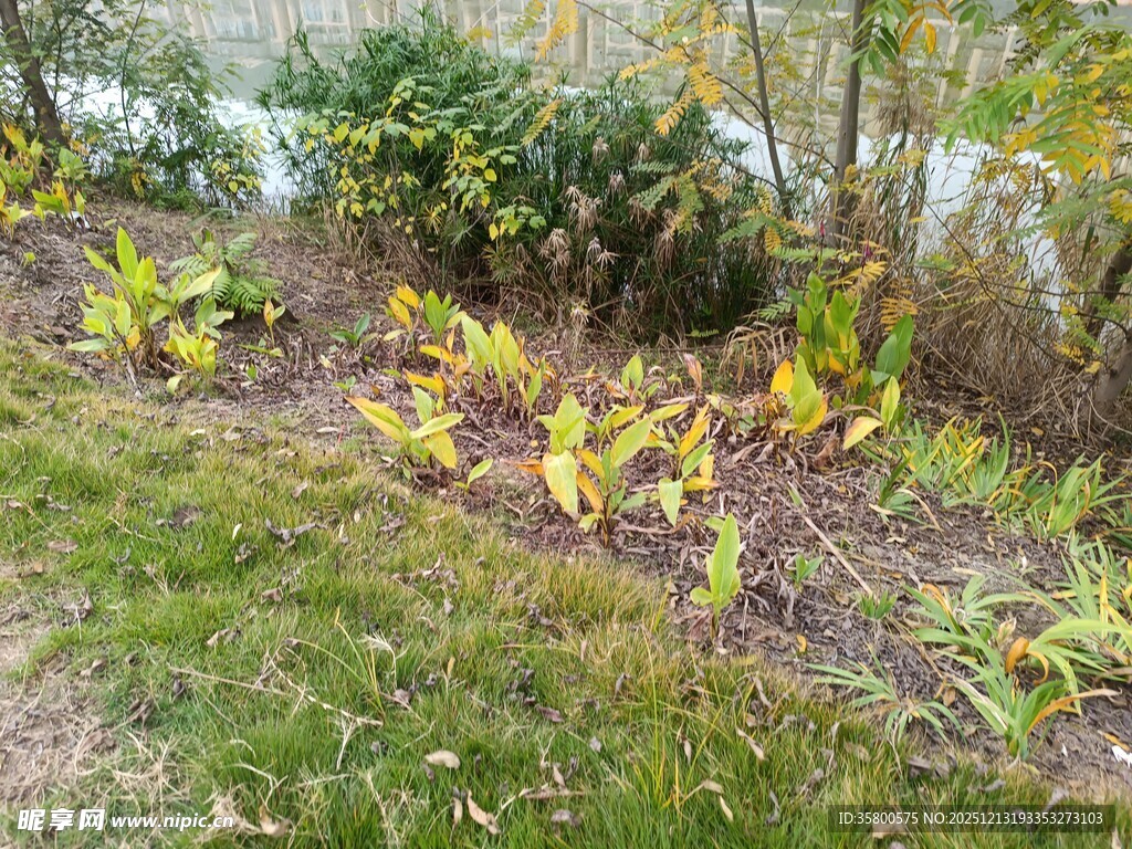 山坡上的多彩植物景观