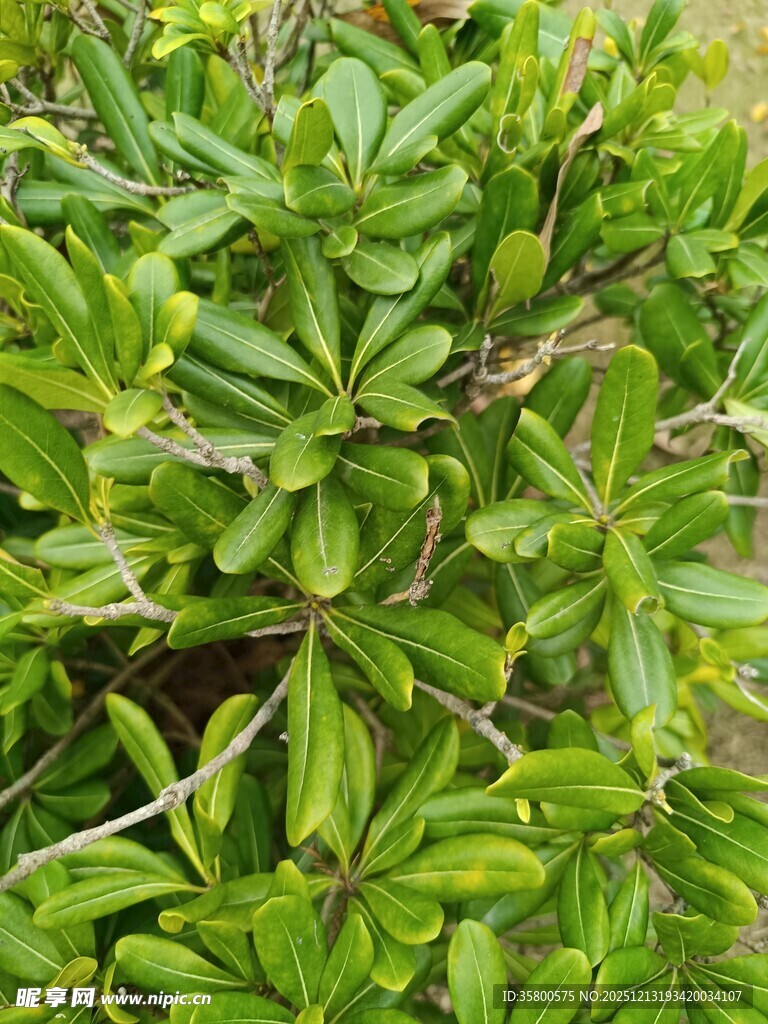 翠绿繁茂的绿植景观