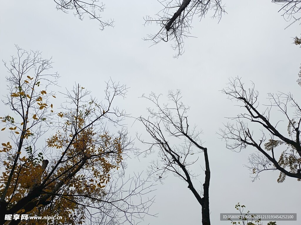 秋日枯枝仰拍景象