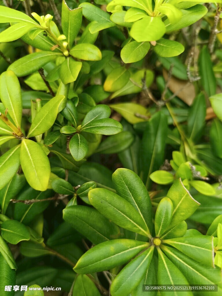翠绿茂盛的多叶植物