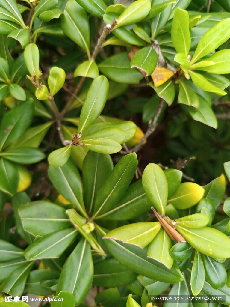 绿叶繁茂的灌木丛