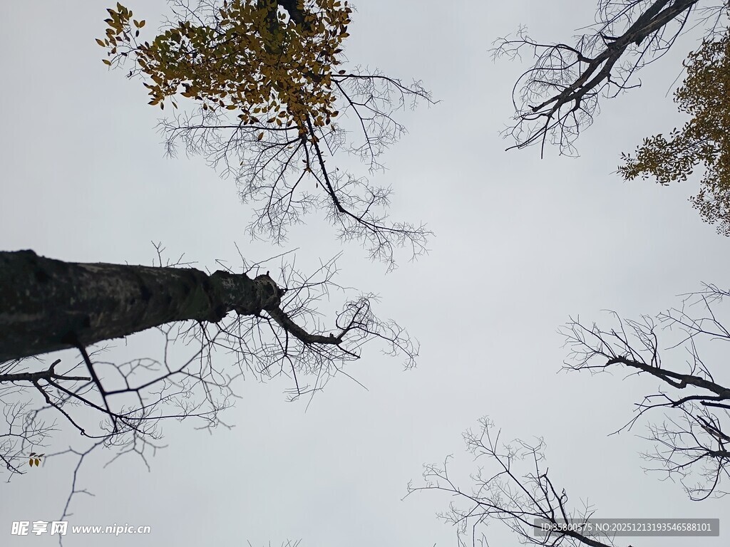 仰观枯树与秋日天空