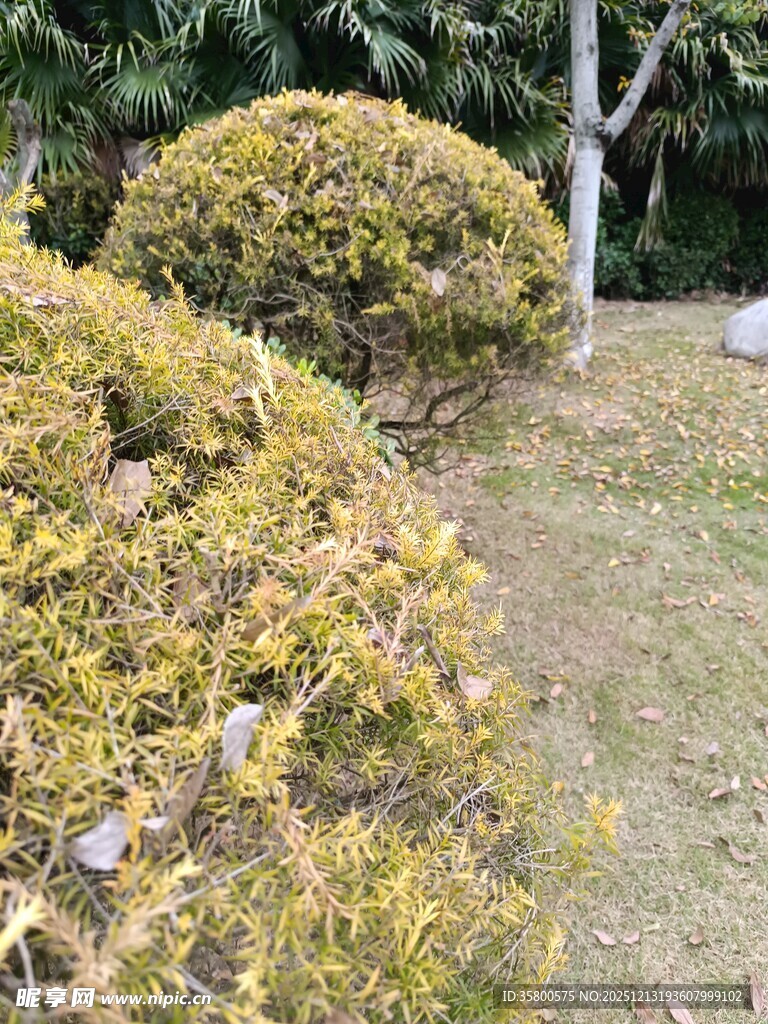 花园中的修剪整齐灌木