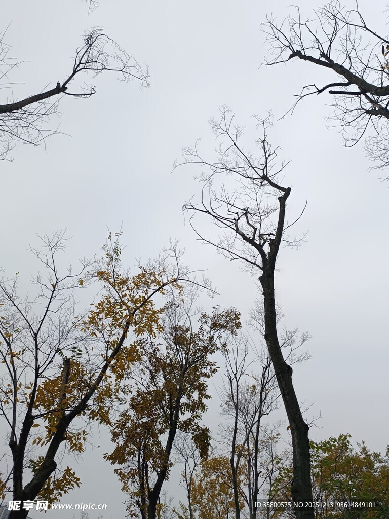 秋日枯树仰拍景象