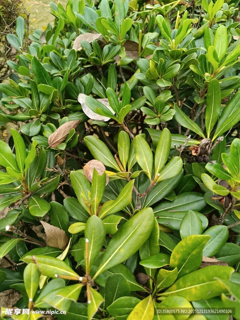 绿叶繁茂的灌木丛